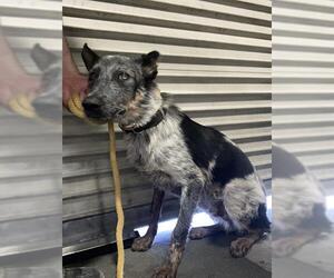 Australian Cattle Dog Dogs for adoption in Bakersfield, CA, USA