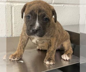 Boston Terrier-Unknown Mix Dogs for adoption in San Bernardino, CA, USA