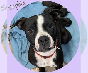 Staffordshire Bull Terrier Dogs for adoption in St. George, UT, USA