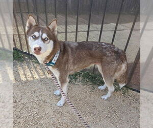 - Mix Dogs for adoption in Long Beach, CA, USA