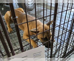 Mutt Dogs for adoption in Oroville, CA, USA