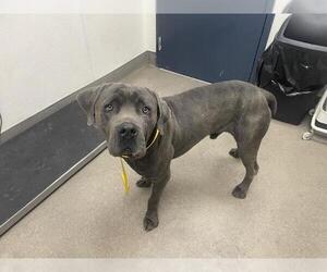 Mutt Dogs for adoption in HESPERIA, CA, USA
