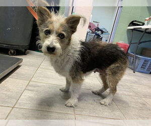 Pembroke Welsh Corgi-Unknown Mix Dogs for adoption in Grand Prairie, TX, USA