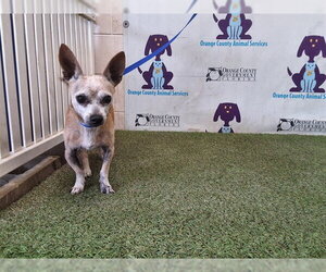 Chihuahua Dogs for adoption in Orlando, FL, USA