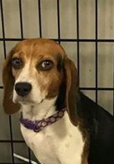 Beagle Dogs for adoption in Peachtree City, GA, USA