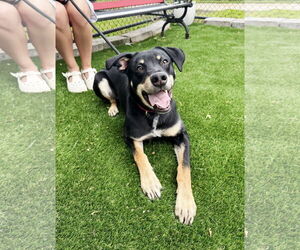 Rottweiler-Unknown Mix Dogs for adoption in Perth Amboy, NJ, USA