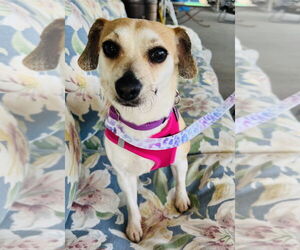 Mutt Dogs for adoption in Mundelein, IL, USA