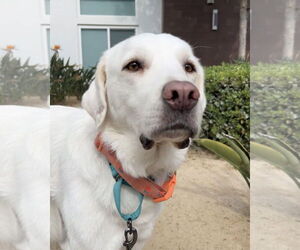 Anatolian Pyrenees Dogs for adoption in Corona, CA, USA