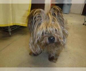 Silky Terrier Dogs for adoption in Sanford, FL, USA