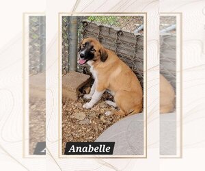 Anatolian Shepherd-Unknown Mix Dogs for adoption in Granbury, TX, USA