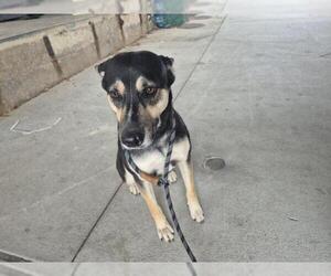 German Shepherd Dog-Siberian Husky Mix Dogs for adoption in Texas City, TX, USA