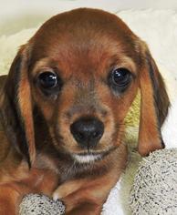 Dachshund Dogs for adoption in Nashville, IN, USA