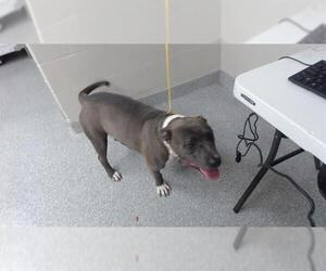 American Pit Bull Terrier-Unknown Mix Dogs for adoption in Pasadena, TX, USA