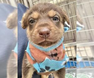 German Shepherd Dog-Unknown Mix Dogs for adoption in Visalia, CA, USA