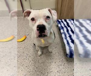 American Pit Bull Terrier Dogs for adoption in Brighton, CO, USA