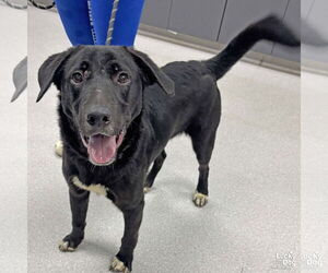 Retriever -Unknown Mix Dogs for adoption in Washington, DC, USA