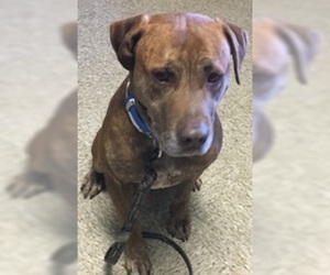 Mastador Dogs for adoption in Sistersville, WV, USA