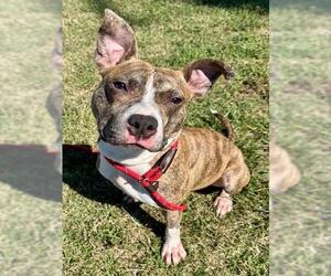 American Pit Bull Terrier Dogs for adoption in Louisville, KY, USA