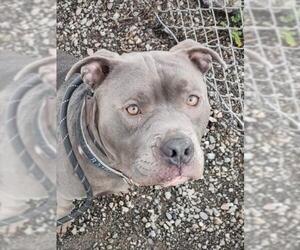 Mutt Dogs for adoption in Woodland, CA, USA