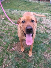 Labrador Retriever Dogs for adoption in Raleigh, NC, USA