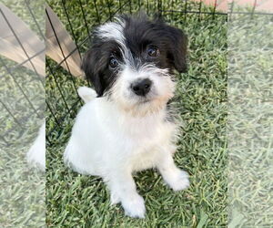 Mutt Dogs for adoption in Corona, CA, USA