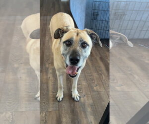 Anatolian Shepherd Dogs for adoption in Thomasville, NC, USA