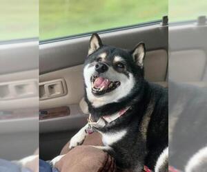 Shiba Inu Dogs for adoption in Rocky Mount, VA, USA