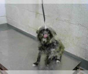 Shih Tzu Dogs for adoption in Atlanta, GA, USA