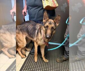 German Shepherd Dog Dogs for adoption in Stockton, CA, USA