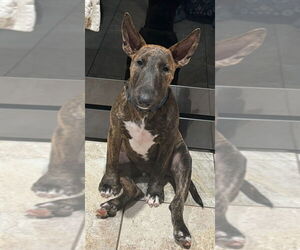 Bull Terrier Dogs for adoption in Mooresville, NC, USA