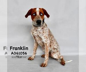 Catahoula Leopard Dog Dogs for adoption in Conroe, TX, USA