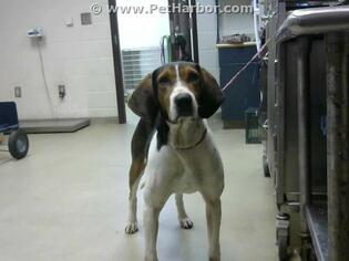 Medium Photo #1 Treeing Walker Coonhound Puppy For Sale in Fayetteville, NC, USA