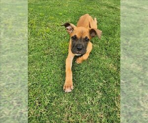 Black Mouth Cur Dogs for adoption in Grovetown, GA, USA