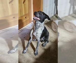 Mutt Dogs for adoption in San Antonio, TX, USA