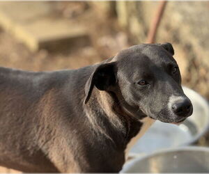 Mutt Dogs for adoption in Okolona, MS, USA