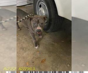 American Pit Bull Terrier Dogs for adoption in West Palm Beach, FL, USA