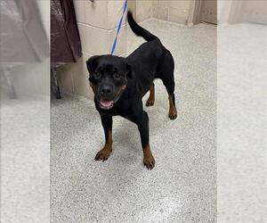 Rottweiler-Unknown Mix Dogs for adoption in Conroe, TX, USA