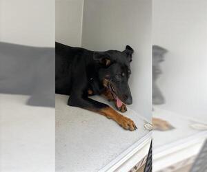 Doberman Pinscher-German Shepherd Dog Mix Dogs for adoption in Houston, TX, USA