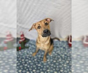 Shepradors Dogs for adoption in London, Ontario, Canada