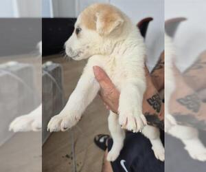 Siberian Husky-Unknown Mix Dogs for adoption in San Antonio, TX, USA