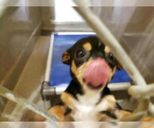 Chihuahua Dogs for adoption in Georgetown, TX, USA