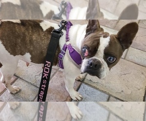 French Bulldog Dogs for adoption in Plano, TX, USA