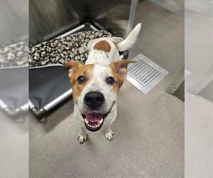 American Foxhound-Labrador Retriever Mix Dogs for adoption in Denver, CO, USA