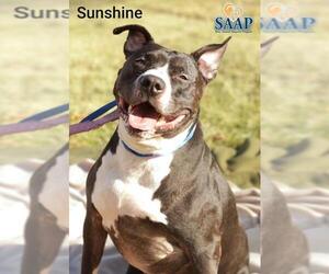 American Pit Bull Terrier Dogs for adoption in Newport, KY, USA