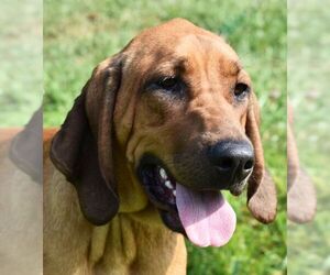 Redbone Coonhound Dogs for adoption in Nashville, IN, USA