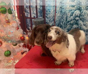 Dachshund Dogs for adoption in York, SC, USA