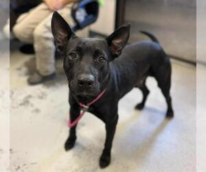 American Pit Bull Terrier Dogs for adoption in Stockton, CA, USA