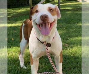 American Pit Bull Terrier Dogs for adoption in Nashville, IN, USA