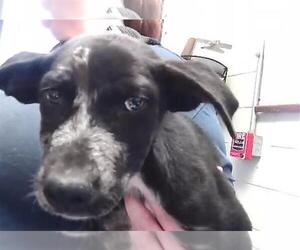 Medium Photo #1 Mutt Puppy For Sale in Tulsa, OK, USA
