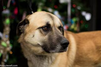 Anatolian Shepherd Dogs for adoption in Chouteau, OK, USA